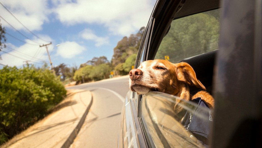 Dog in a car on a trip