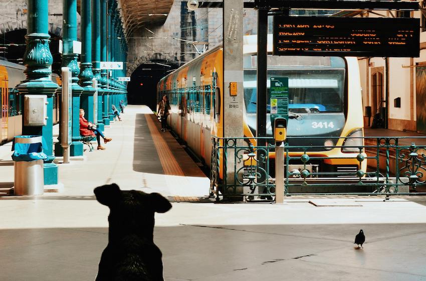 Dog in a train station