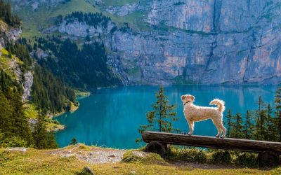 Dog in front of a lake in Califorie