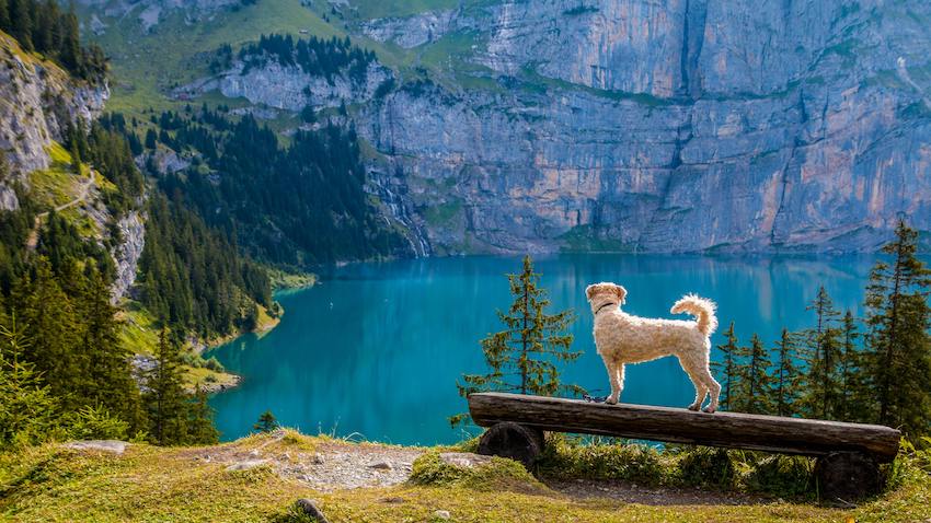 Dog in front of a lake in Califorie