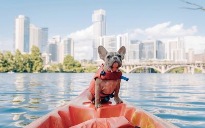 Dog equipped with a rescue on a kayak