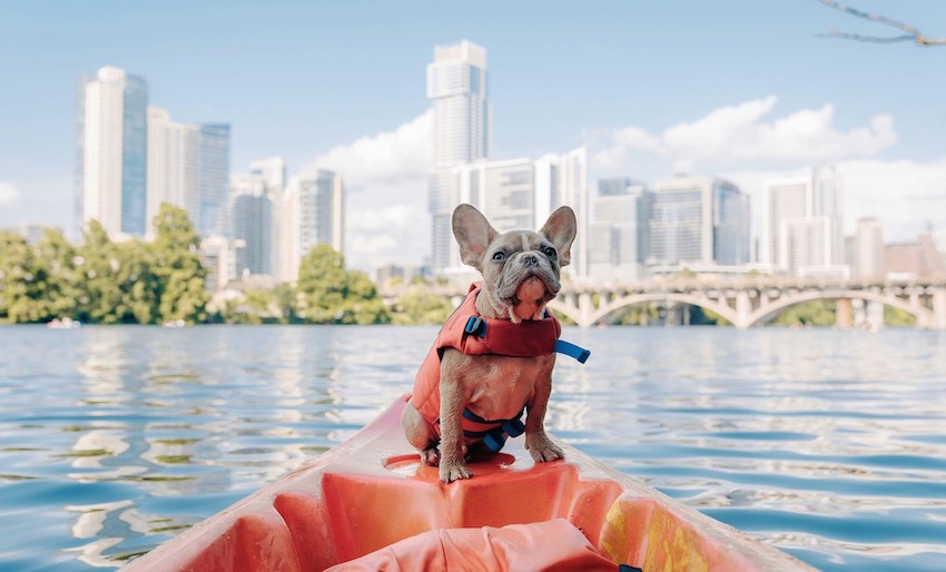 Dog equipped with a rescue on a kayak